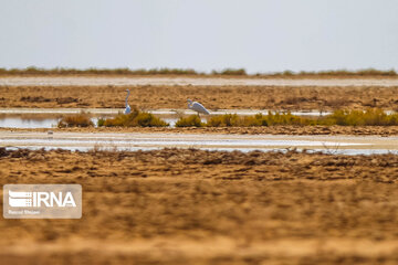 Return of life to Gavkhooni Wetland in central Iran