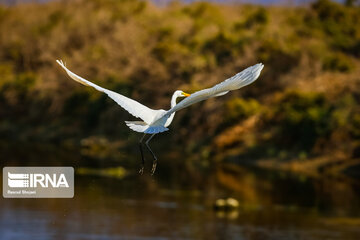 Return of life to Gavkhooni Wetland in central Iran