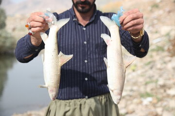 مرگ ماهی‌ها در قره سو