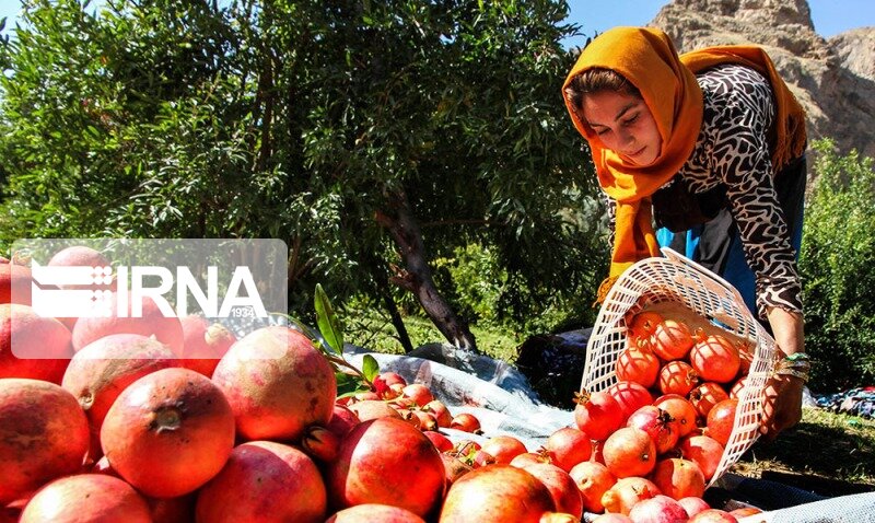 کشاورزی پاییزه استهبان شکوفاگر اقتصاد فارس