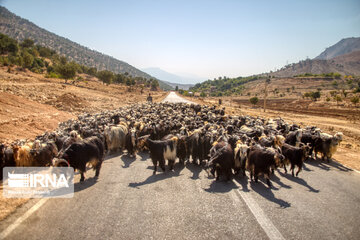 Bakhtiari nomads migration in Iran