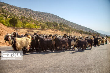 Bakhtiari nomads migration in Iran