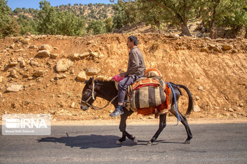 Bakhtiari nomads migration in Iran