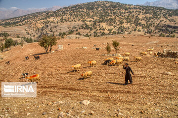 Bakhtiari nomads migration in Iran