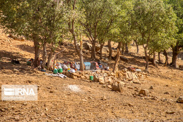 Bakhtiari nomads migration in Iran