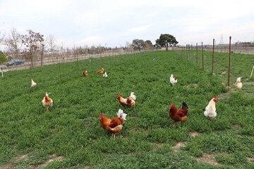 ۲۱ هزار قطعه طیور بومی در اشنویه علیه بیماری نیوکاسل مایه‌کوبی شدند