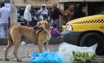 امسال ۷۲۰ شهروند ساوجی توسط سگ‌های ولگرد مورد گَزیدگی قرار گرفتند