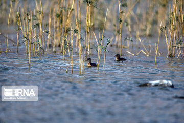 Migration of birds to Gandoman internatinal Wetland