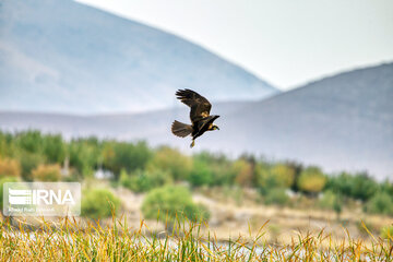 Migration of birds to Gandoman internatinal Wetland