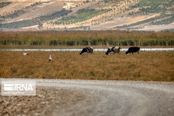 Migration of birds to Gandoman internatinal Wetland