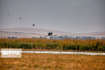 Migration of birds to Gandoman internatinal Wetland