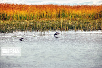 Migration of birds to Gandoman internatinal Wetland