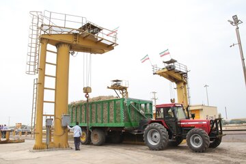 برداشت نیشکر در کشت‌وصنعت امام‌خمینی(ره)
