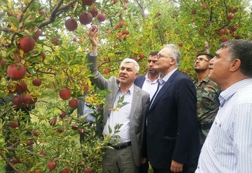 سیب سمیرم از کیفیت بالای صادراتی برخوردار است