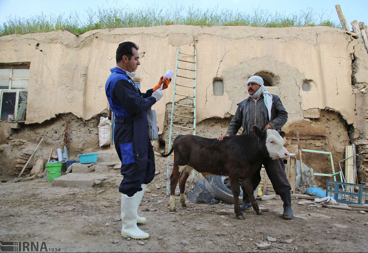 مایه کوبی ۶۰ هزار راس دام کردستان علیه تب برفکی آغاز شد