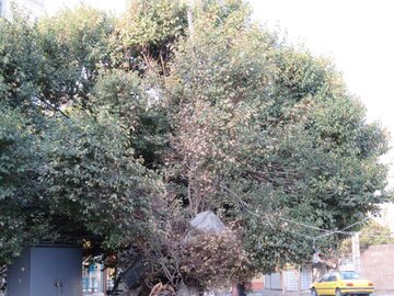 درخت نارون تاریخی مراغه