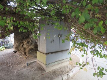 درخت نارون تاریخی مراغه