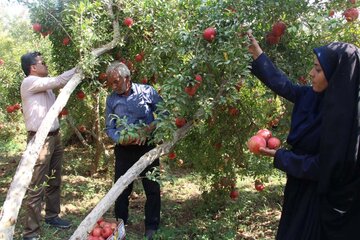 برداشت انار از باغات میبد