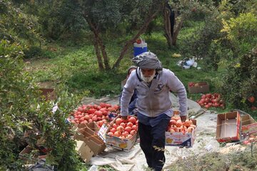 برداشت انار از باغات میبد