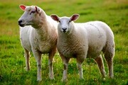 تلفات گوسفندان در قشم به کرونا ویروس ارتباط ندارد