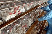 خطر بروز آنفلوآنزای پرندگان در کهگیلویه و بویراحمد 