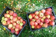 صادرات سیب درختی سمیرم تسهیل می شود