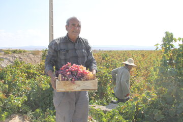 برداشت انگور زمستانی در شاهرود