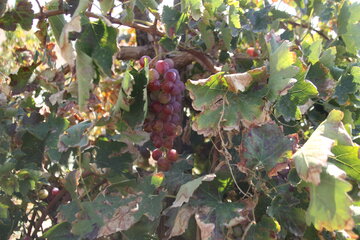 برداشت انگور زمستانی در شاهرود