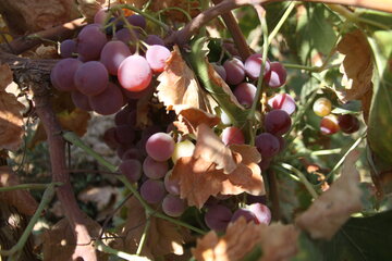 برداشت انگور زمستانی در شاهرود