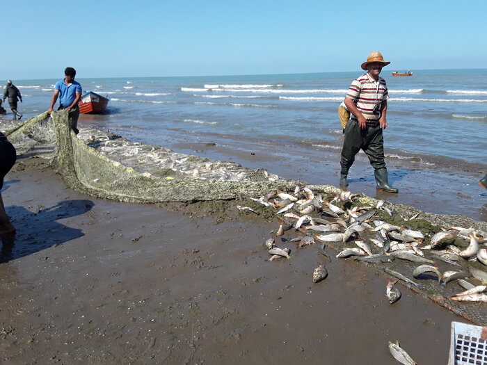 افزایش ۴۰درصدی صید ماهیان استخوانی در مازندران