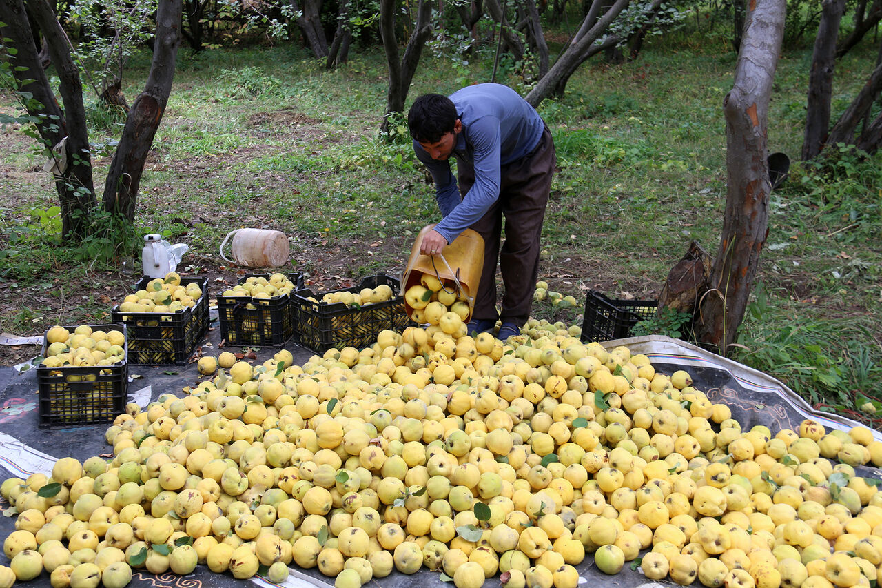 ایرنا - برداشت میوه به در شهر گیوی