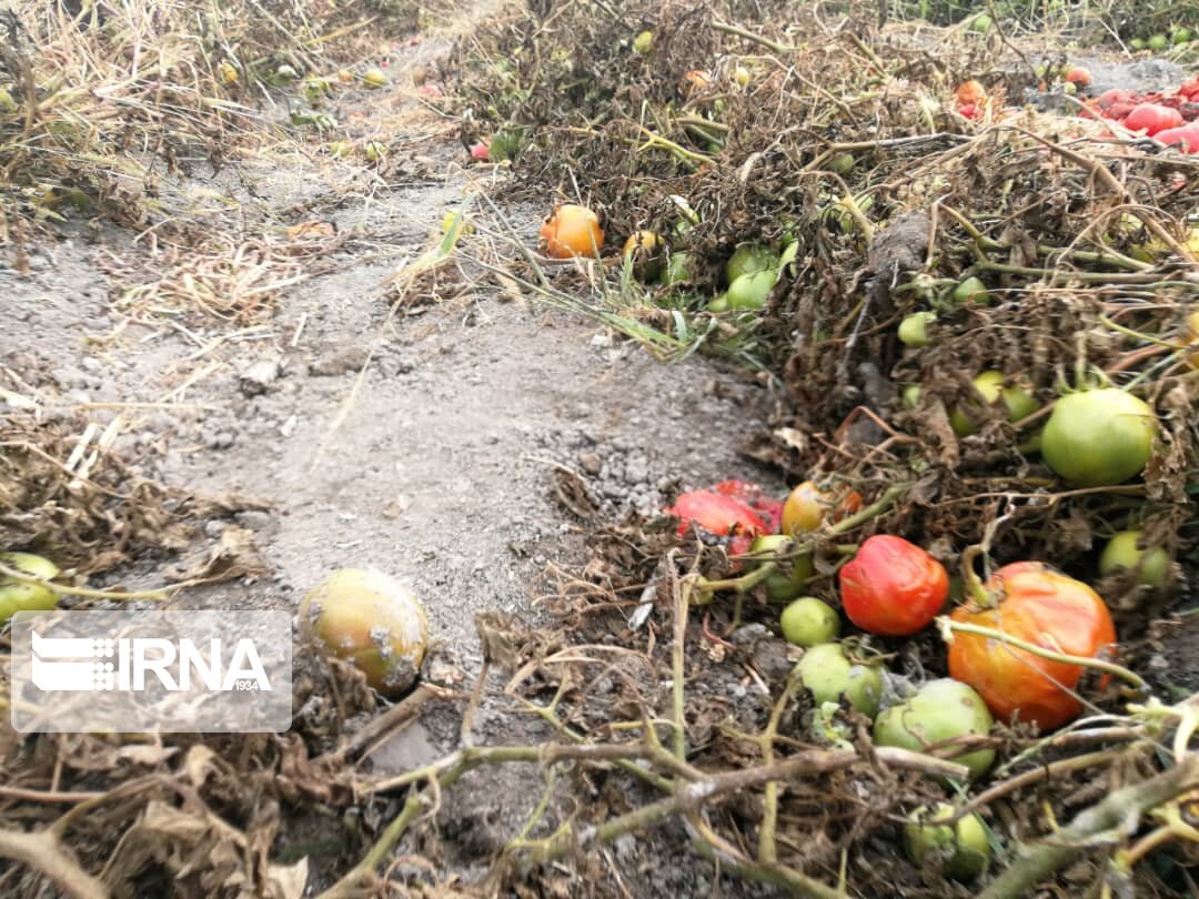 حکایت تلخ گوجه فرنگی در آذربایجان غربی