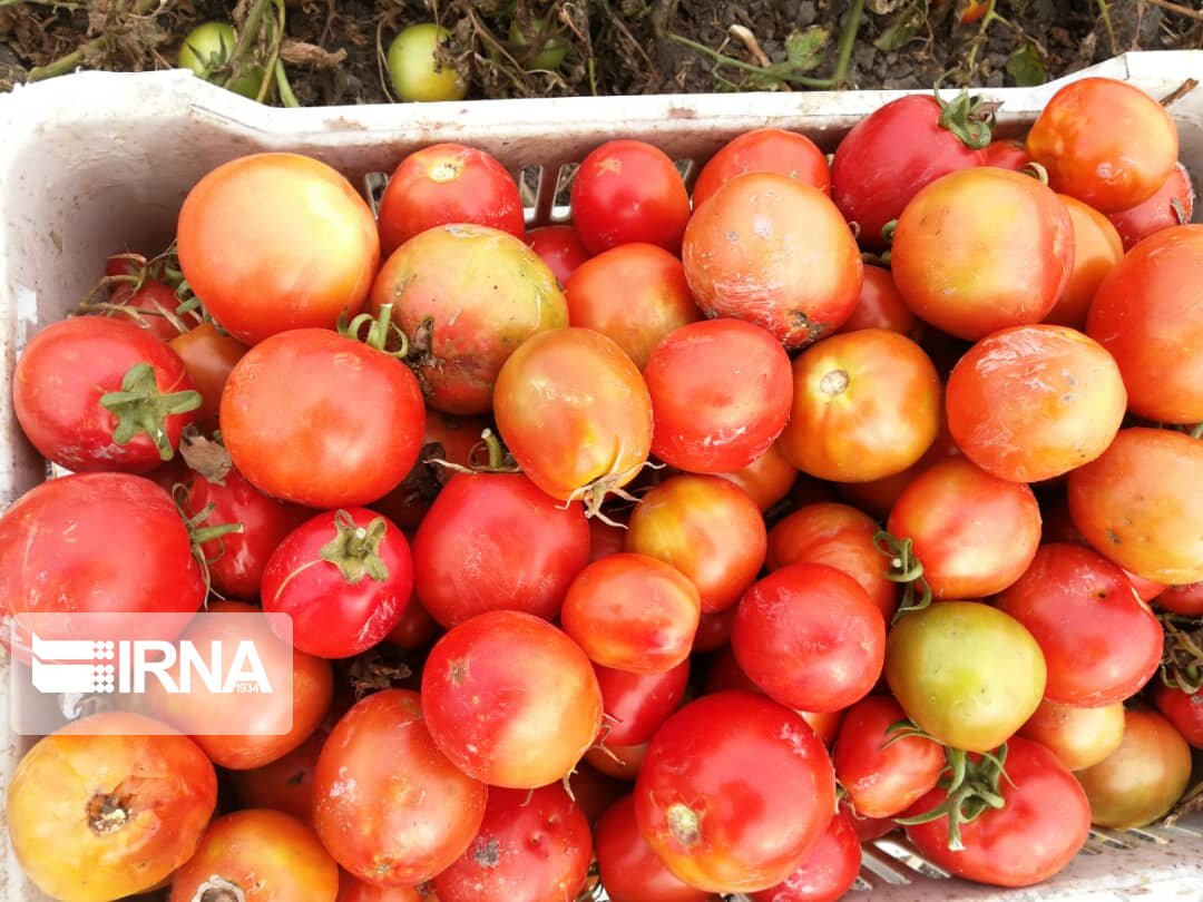 حکایت تلخ گوجه فرنگی در آذربایجان غربی