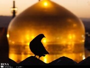 امام رضا (ع) و تکرار قصه برادران یوسف