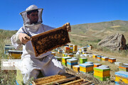 تولید عسل در چهارمحال و بختیاری افزایش یافت