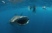 کشف گونه جانوری جدید در دهان نهنگ در ژاپن