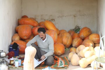 بازار کدو حلوایی در مهاباد