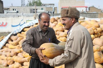 بازار کدو حلوایی در مهاباد