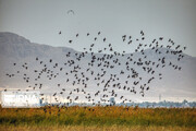 Migratory birds back to Shadegan International Wetland