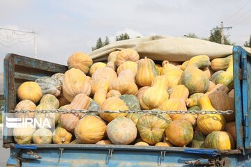 Pumpkin market in northwestern Iran