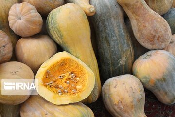 Pumpkin market in northwestern Iran