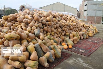 Pumpkin market in northwestern Iran