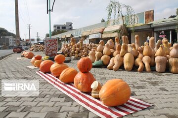 Pumpkin market in northwestern Iran