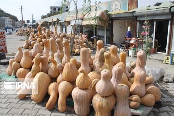 Pumpkin market in northwestern Iran