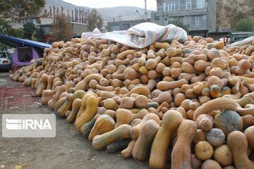 Pumpkin market in northwestern Iran