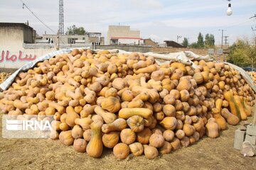 Pumpkin market in northwestern Iran