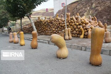 Pumpkin market in northwestern Iran