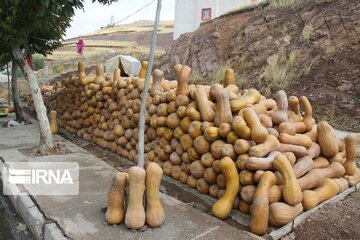 Pumpkin market in northwestern Iran