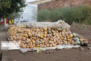 Pumpkin market in northwestern Iran