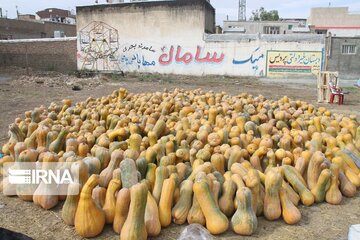 Pumpkin market in northwestern Iran